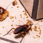 DIY Methods To Treat Cockroach Infestation