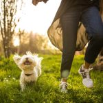 Group vs. Solo Training: Benefits and Considerations for Dog Owners
